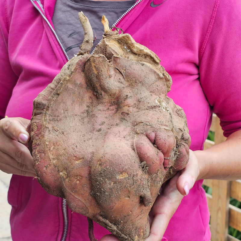 Growing superfoods on the Canary Islands: Root vegetables